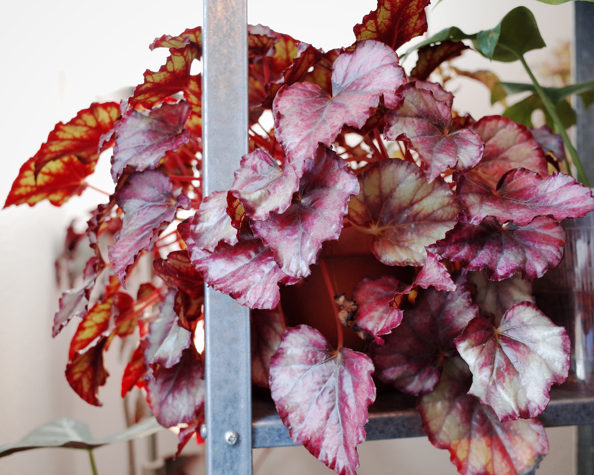 Rex Begonia 'Red Robin'